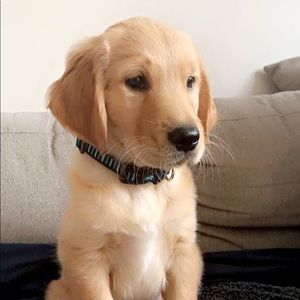 Meet your Posher, Jack